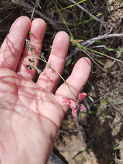 Indigofera heterophylla
