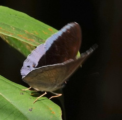 Tanaecia iapis