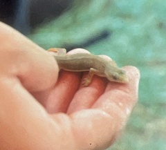 Hemidactylus garnotii