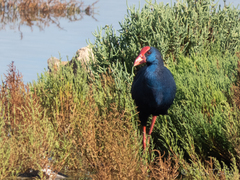 Porphyrio porphyrio