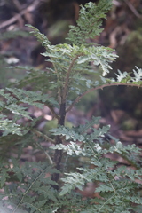 Cyanea shipmanii