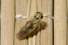 Macrosteles variatus