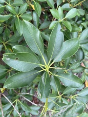 Kalmia latifolia