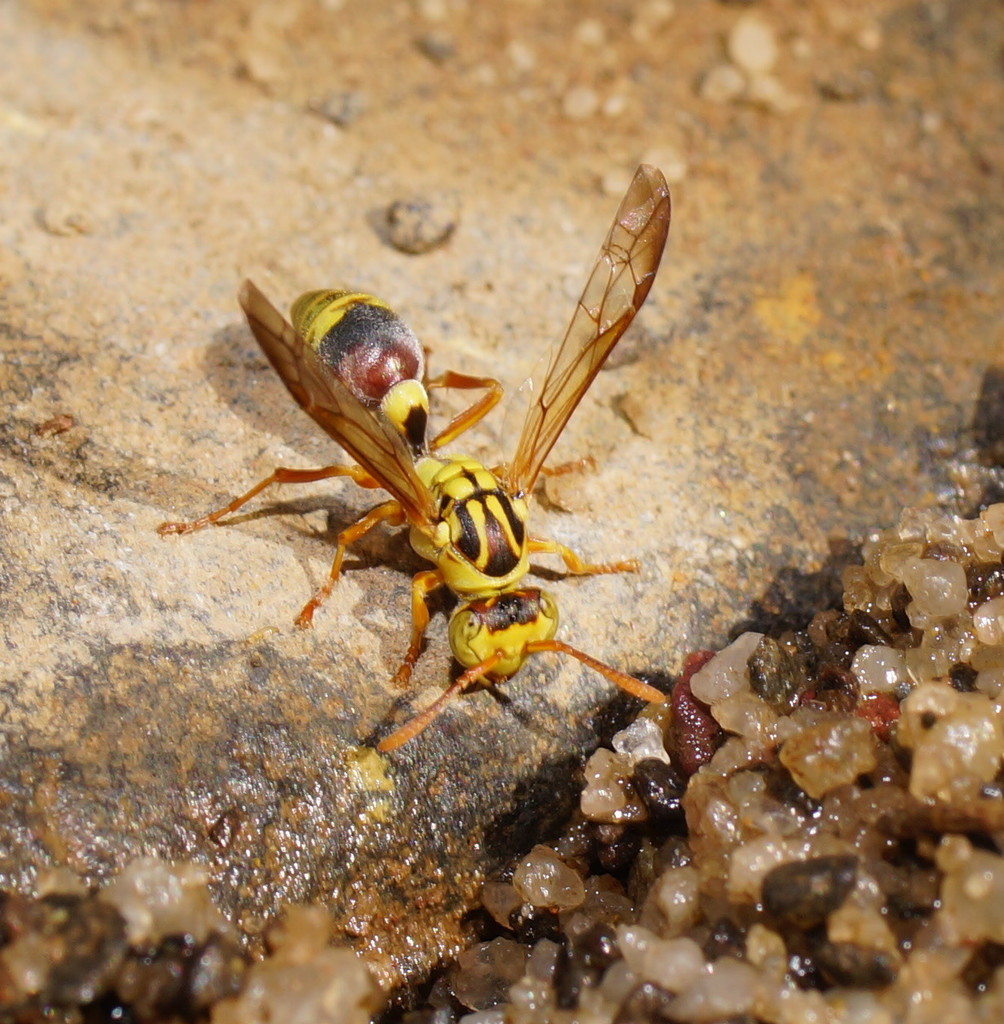 Yellow Brown Paper Wasp
