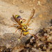 Yellow Brown Paper Wasp - Photo (c) Reiner Richter, some rights reserved (CC BY-NC-SA), uploaded by Reiner Richter