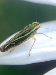 Sibovia sagata