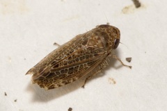 Allygus communis