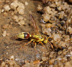 Ropalidia romandi