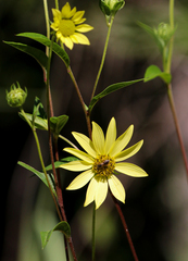 Helianthus giganteus
