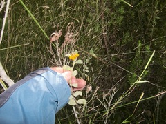 Hermannia salviifolia