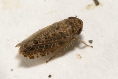 Allygus communis