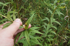 Botryosphaeria dothidea