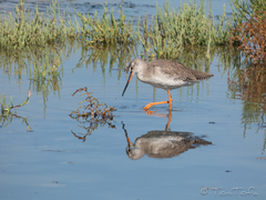 Tringa erythropus