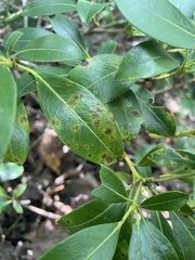 Mycosphaerella colorata