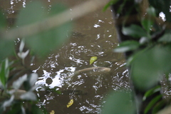 Oreochromis