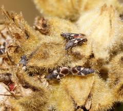 Oxycarenus luctuosus