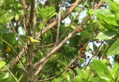 Todirostrum cinereum