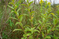 Botryosphaeria dothidea