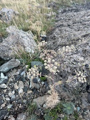 Peucedanum officinale