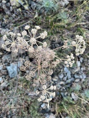 Peucedanum officinale