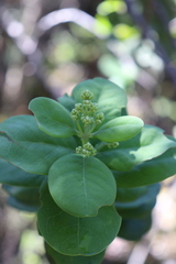 Santalum paniculatum