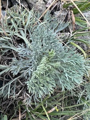 Peucedanum officinale