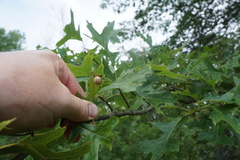 Amphibolips quercusostensackenii