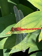 Sympetrum