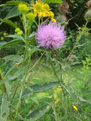 Cirsium altissimum
