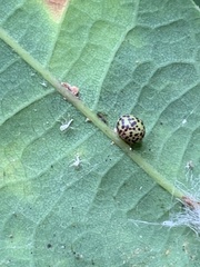 Neuroterus anthracinus