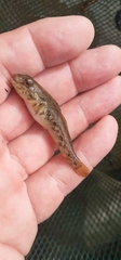 Neogobius fluviatilis