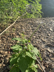Heliotropium