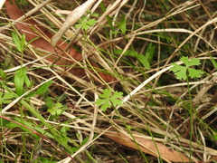 Hydrocotyle paludosa