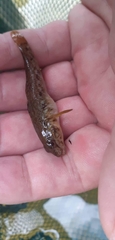 Neogobius fluviatilis