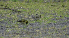 Spinus barbatus