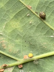 Neuroterus anthracinus