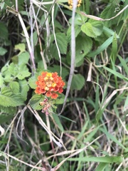Lantana urticoides