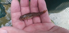 Neogobius fluviatilis