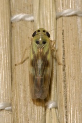 Macrosteles variatus