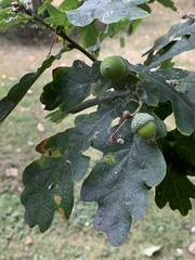 Neuroterus anthracinus