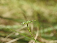 Hydrocotyle paludosa