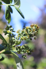 Santalum paniculatum