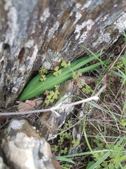 Freesia caryophyllacea