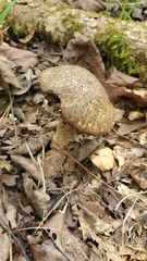 Leccinellum griseum