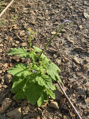 Heliotropium