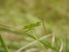 Hydrocotyle paludosa