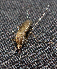 Aedes sollicitans