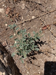 Heliotropium europaeum