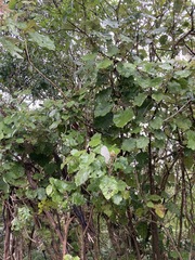 Brachyglottis repanda