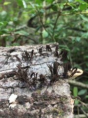 Stemonitis splendens